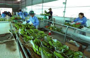 thủ tục xuất khẩu chuối tươi